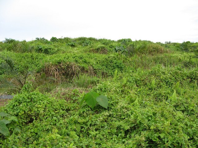 View facing east.