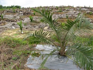 #1: View facing west. The confluence is at the base of the young palm tree in the foreground.