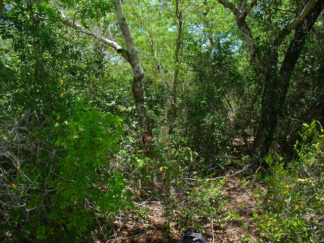 View from the Confluence to the West