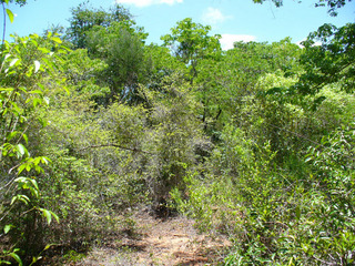 #1: View from the Confluence to the North