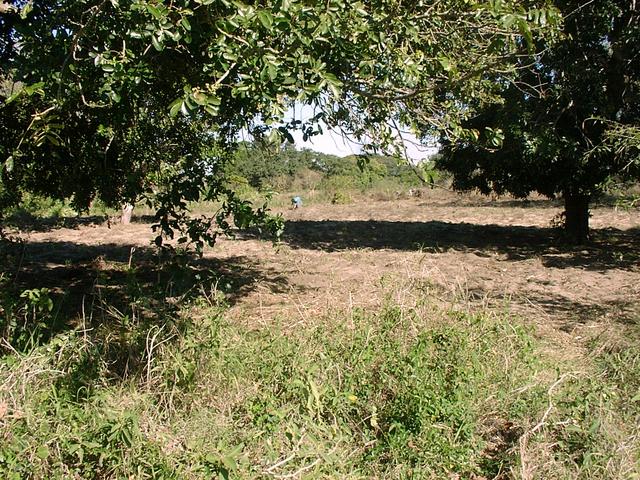 Women in fields