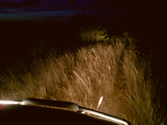 Nightdrive