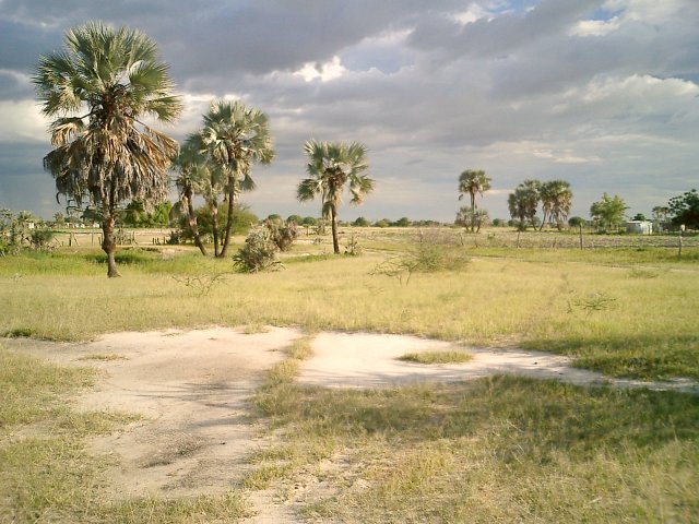 Upcoming thunderstorm over palm savannah 900 m northeast of the Confluence