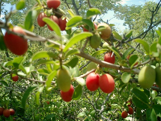 Ximenia caffra