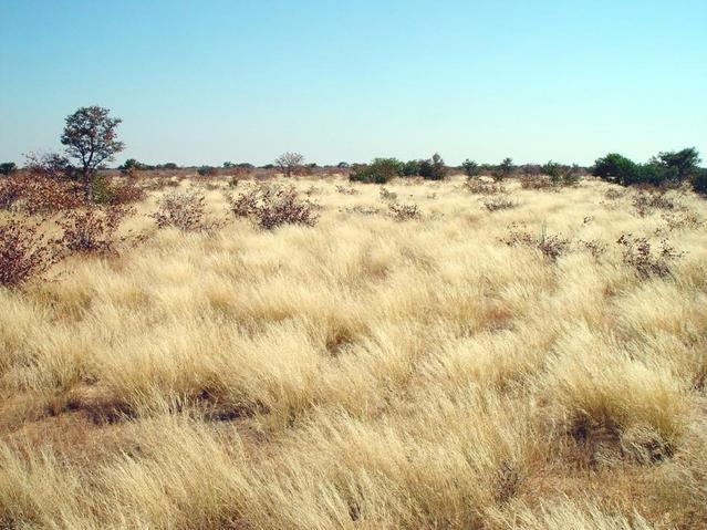 North view