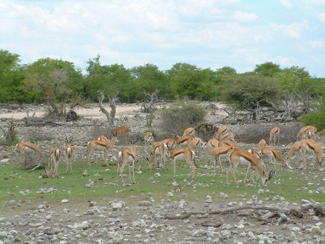 Springboks