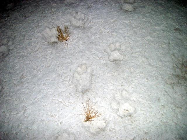 Lion Track