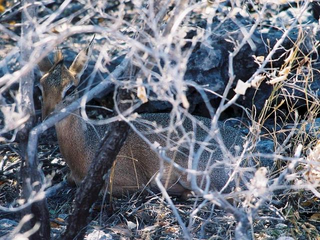 Dik-dik next to the road