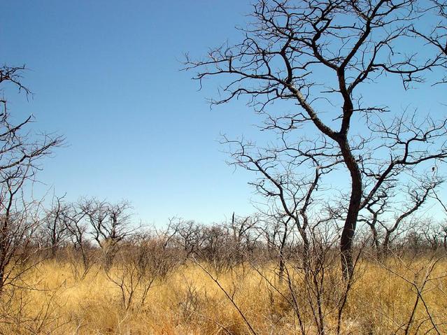 North view