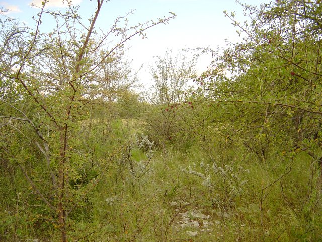 Thick bushes take the view at the confluence spot. The other photos were taken from behind the next row of bushes.