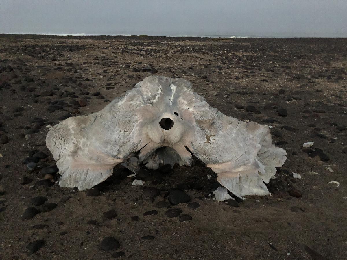 Bone from a Whale?