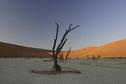 #12: Deadvlei