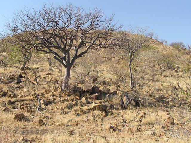 Looking East to a lone tree and a small hill