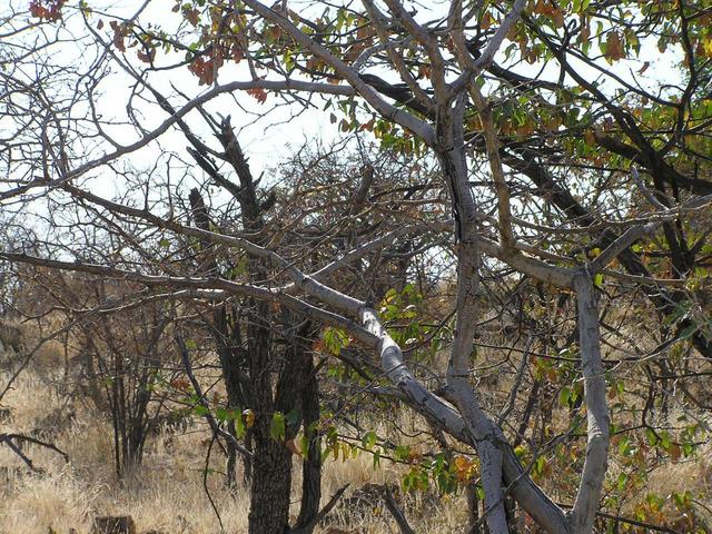 Looking North through the trees