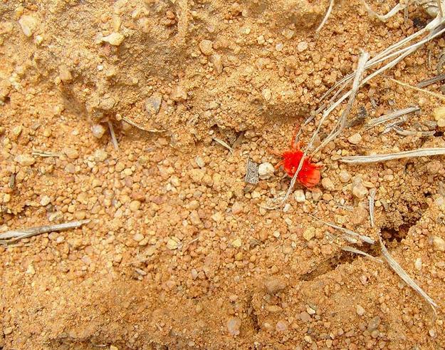 Velvet mite (Dinothrombium sp.)