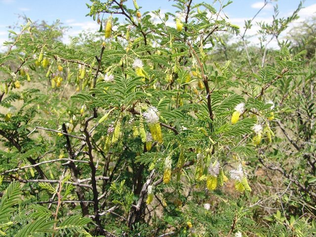 Sickle bush