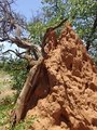 #9: Termite mound