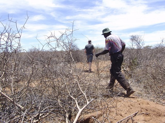 Walking through the dry bush