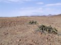 #8: Welwitschia mirabilis with the Brandberg in the distance