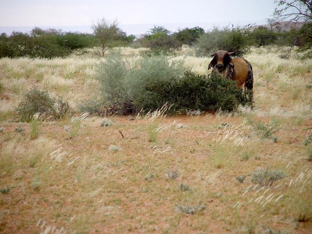 The large bull within meters of the Confluence