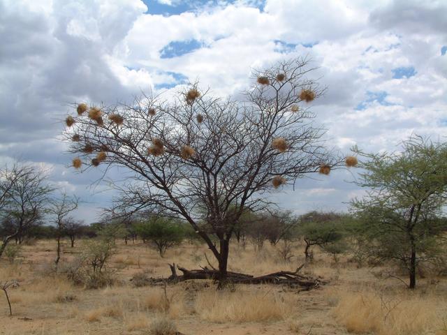 Tree with lot of nests