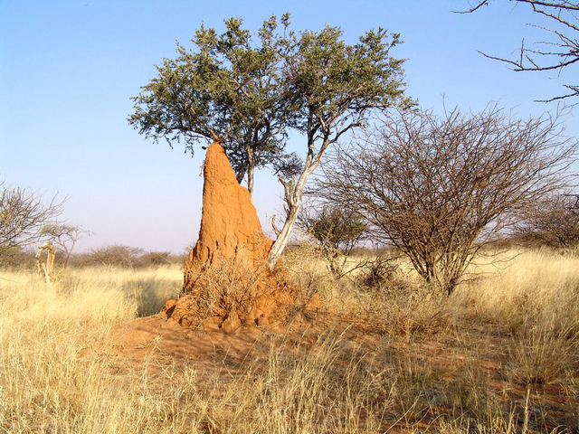 Termite hill