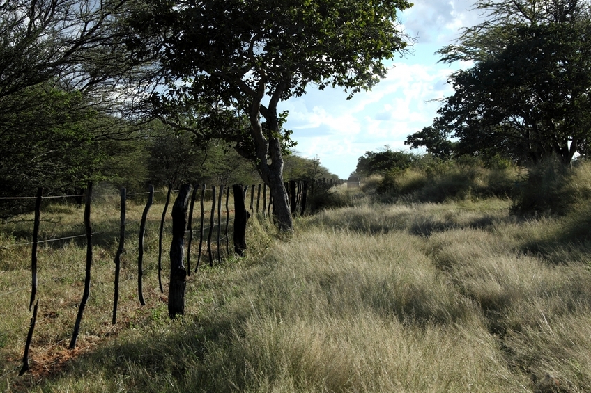 Fence road