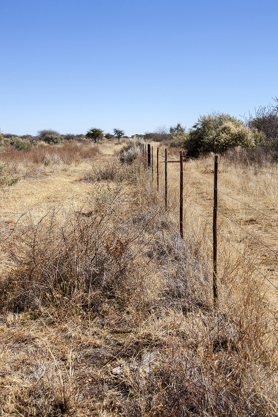 Along the fence