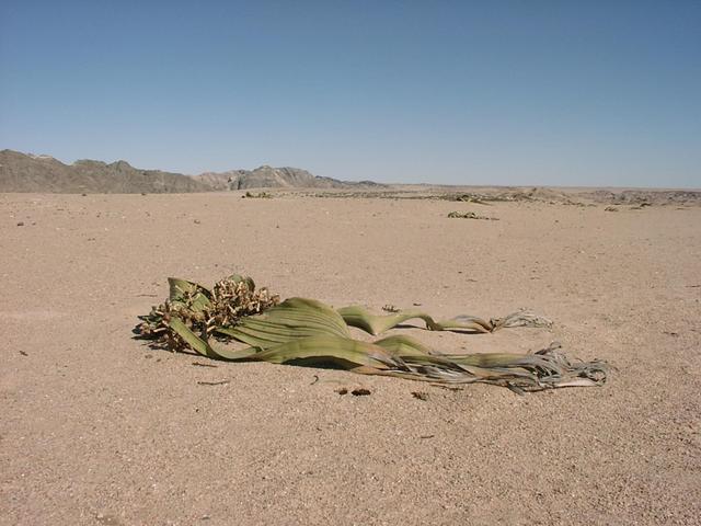 Welwitschia mirabilis