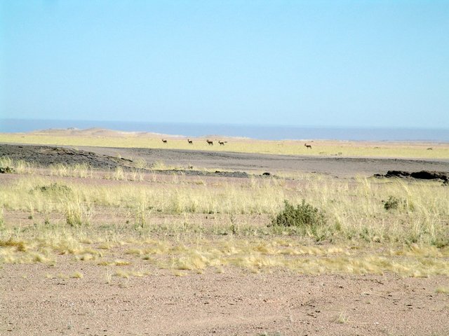 Springbok in the distance