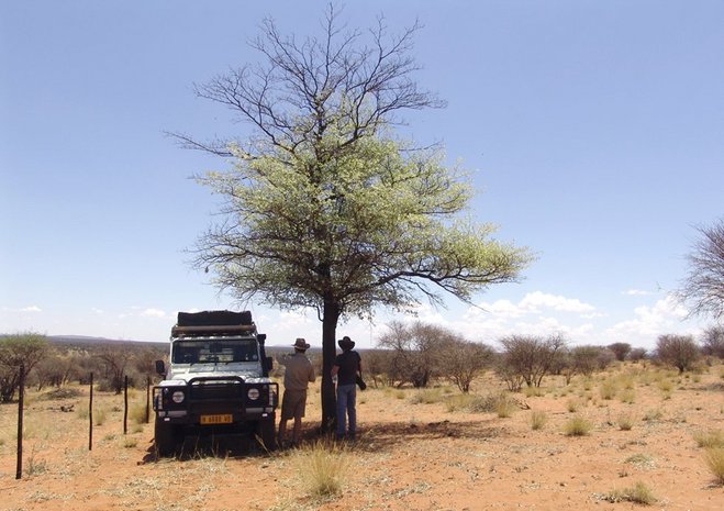 Taking shade under a yellow wood tree