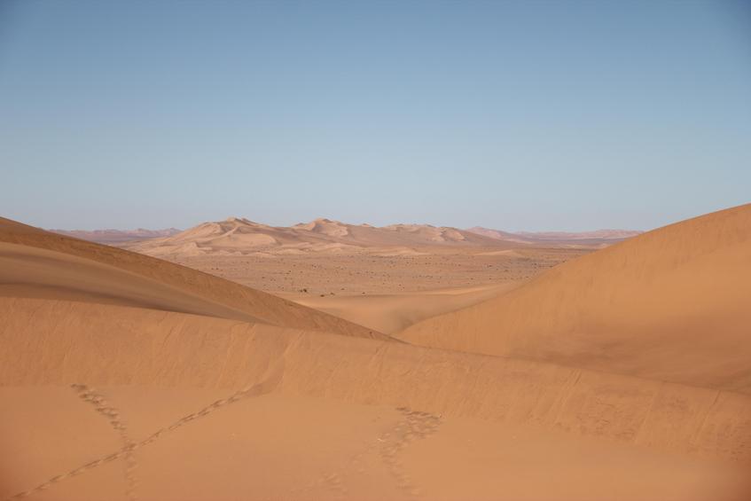 Desert beauty 1