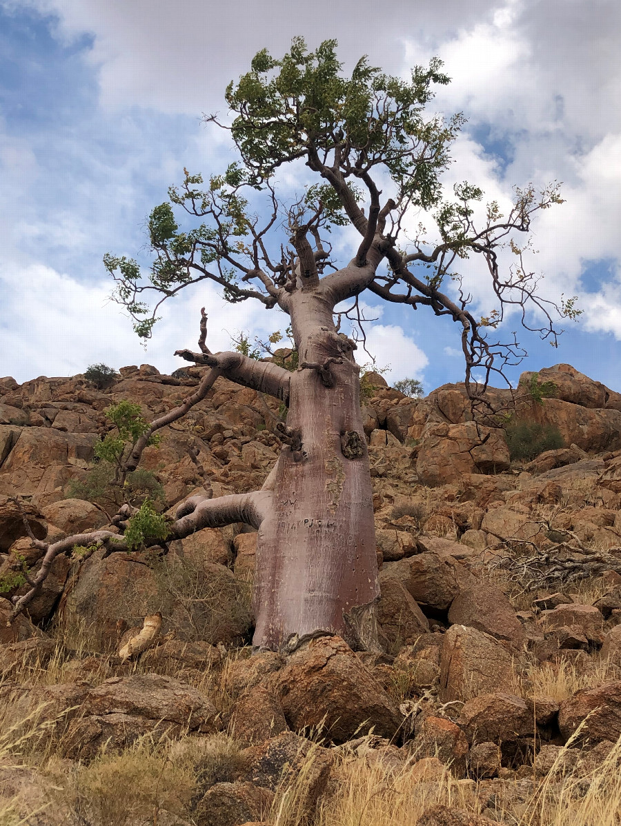 Nearby Baobab