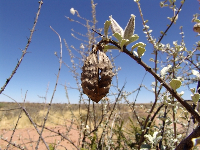 Trumpet-thorn fruit