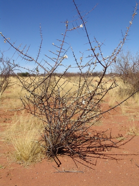 Trumpet-thorn bush
