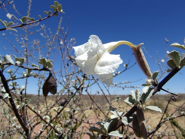 Trumpet-thorn flower