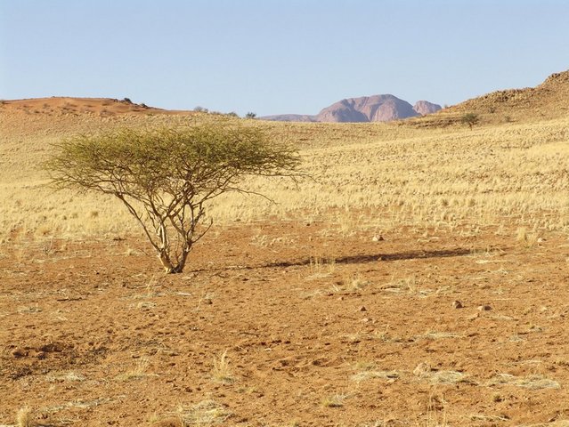 Acacia tree