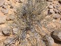 #8: Lucerne bush