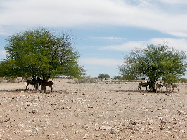 Sharing the shade