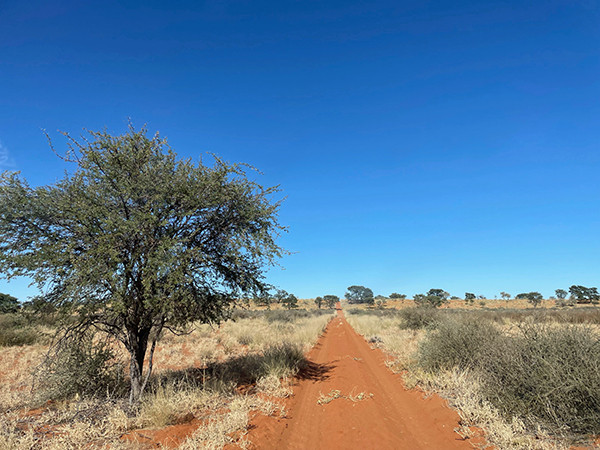 Kalahari red sand