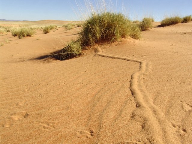 Domed surface tunnel of a golden mole