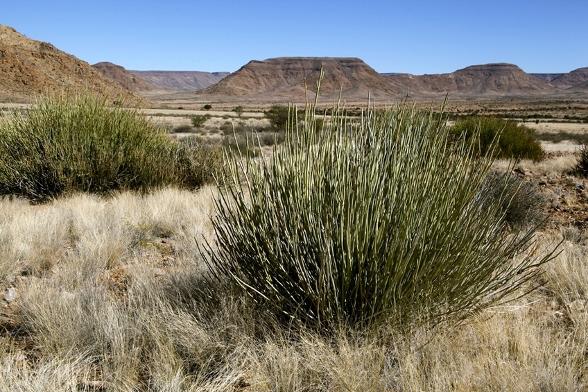 Euphorbia gregaria