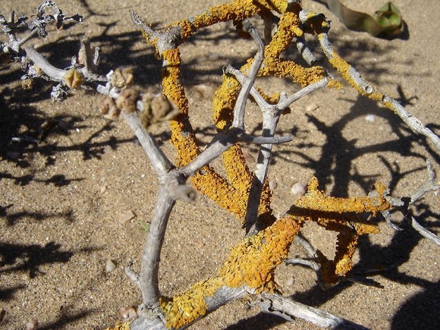 Lichen specimen from the Boegoeberg area