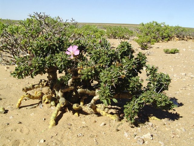 The Bushman candle (Sarcocaulon patersonii)