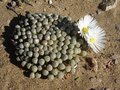 #10: Fenestraria rhopalophylla, is a southern Namib endemic