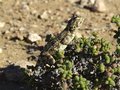 #11: A Ground Agama lizard basking in the sun