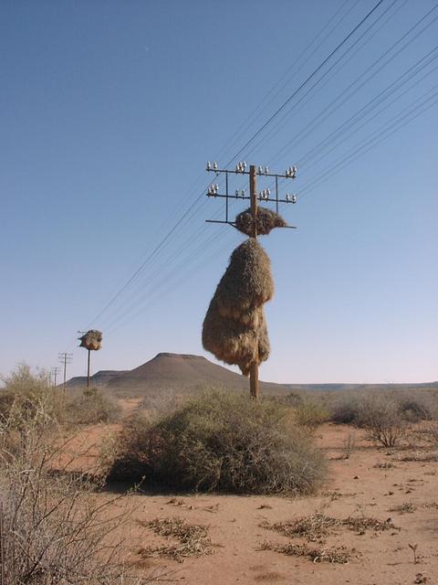 Social nest on telephone pole