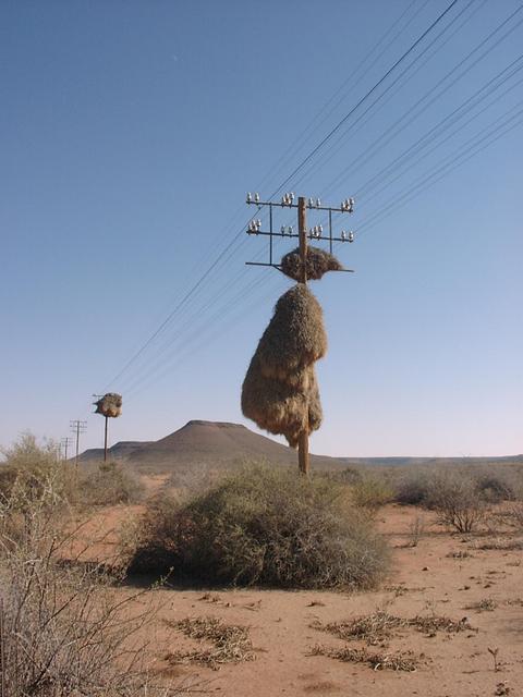 Social nest on telephone pole