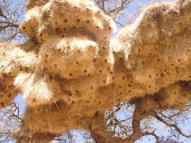 Close up view of social nest