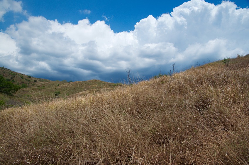 View East (from 20m east of the point, outside the bamboo patch)